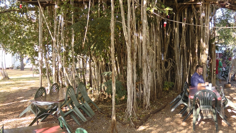 Banyan Tree